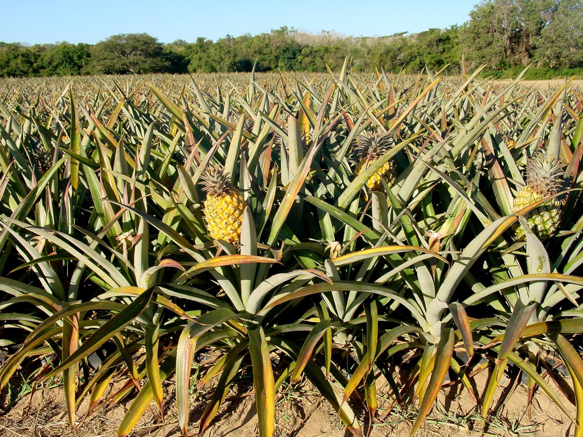 Ananas: si può coltivare solo in Sicilia